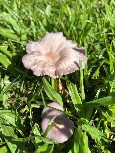 Clitocybe, 2026-01-07