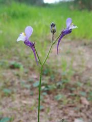 Linaria algarviana