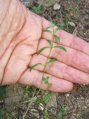 Linaria algarviana