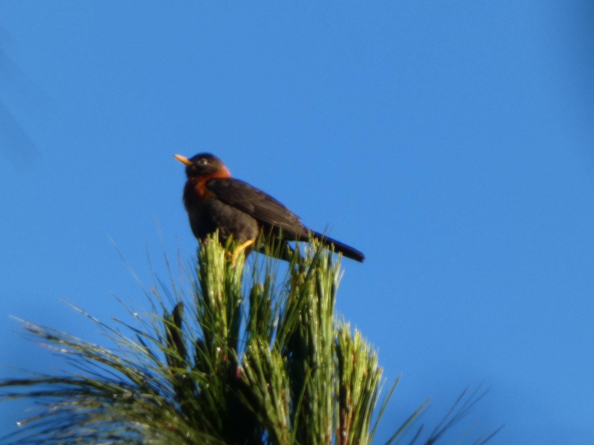 Rufous-collared Thrush (Turdus rufitorques), photo 2