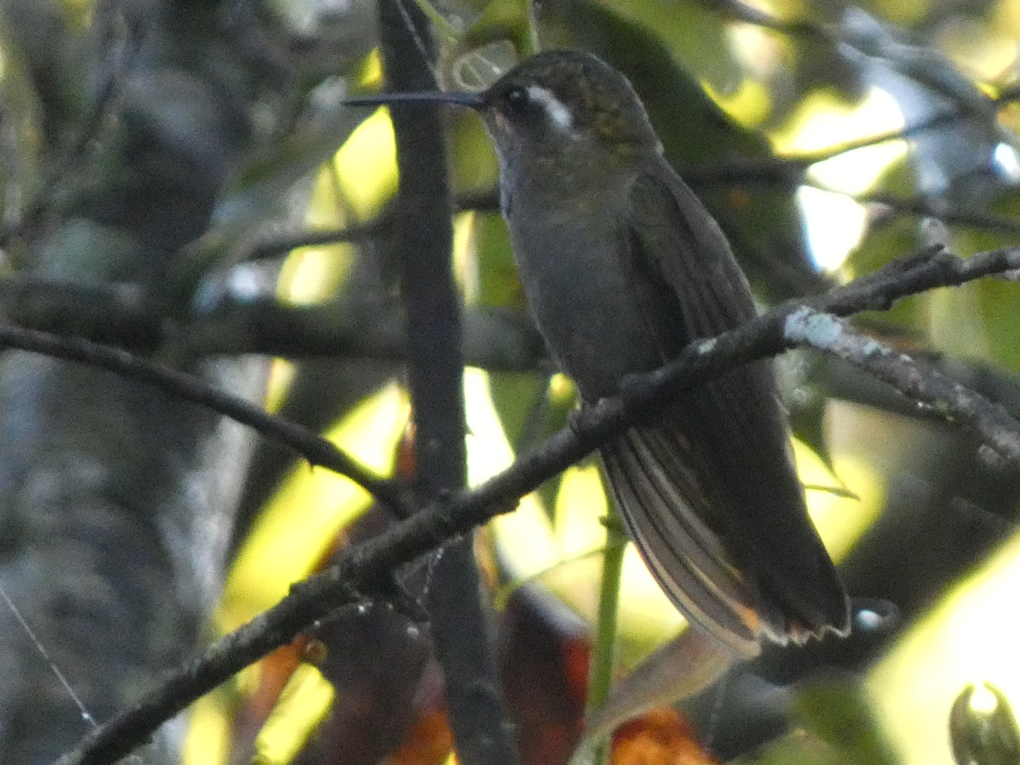 Amethyst-throated Mountaingem (Lampornis amethystinus), photo 1