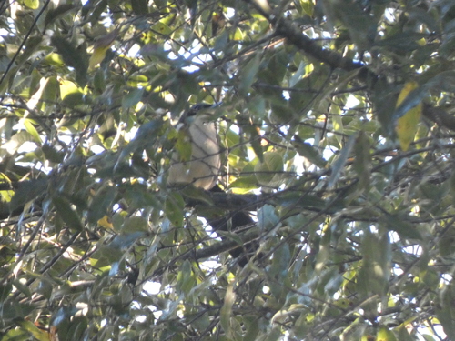 Blue-and-white Mockingbird (Melanotis hypoleucus)