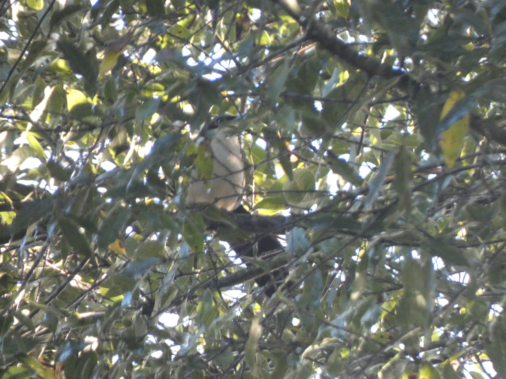 Blue-and-white Mockingbird (Melanotis hypoleucus), photo 1