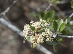 Ceanothus cuneatus cuneatus
