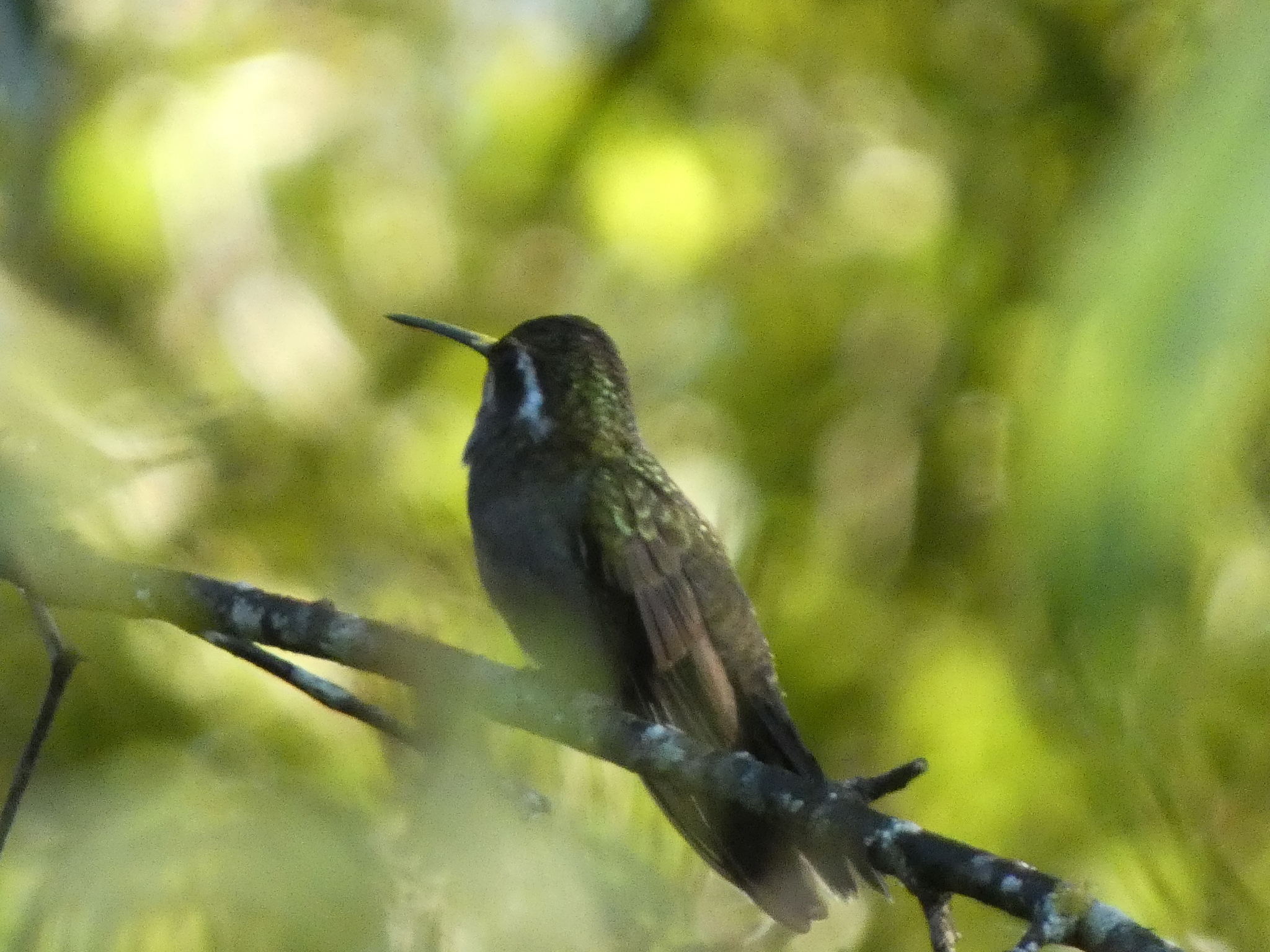 White-eared Hummingbird (Basilinna leucotis), photo 2