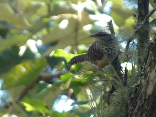 Band-backed Wren (Campylorhynchus zonatus), photo 2