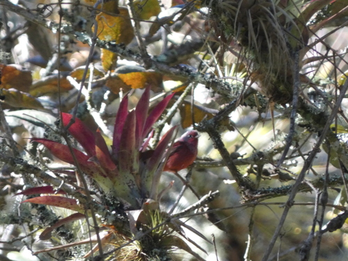 Pink-headed Warbler (Cardellina versicolor)