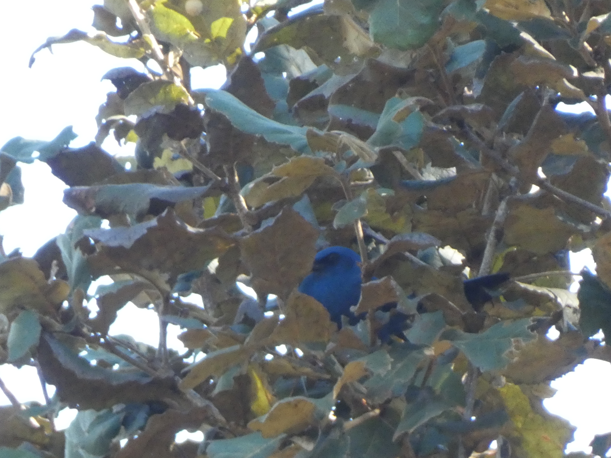 Unicolored Jay (Aphelocoma unicolor), photo 1