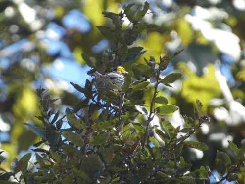 Golden-cheeked Warbler (Setophaga chrysoparia)