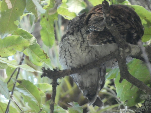 Bearded Screech Owl (Megascops barbarus)