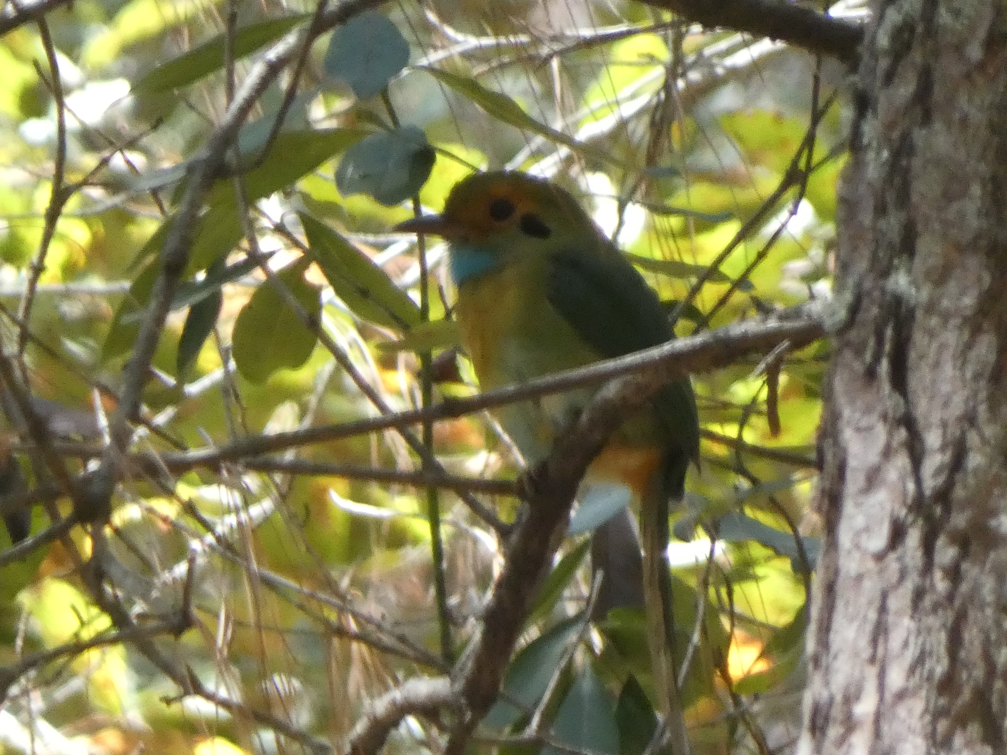 Blue-throated Motmot (Aspatha gularis), photo 1