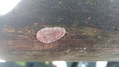 Coelostomidia zealandica