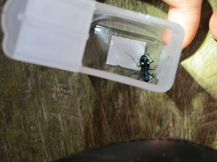 Pseudoxycheila tarsalis