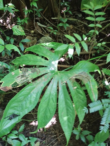 Anthurium pedatoradiatum, photograph 2