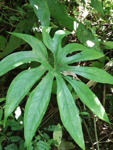 Anthurium pedatoradiatum, photograph 3