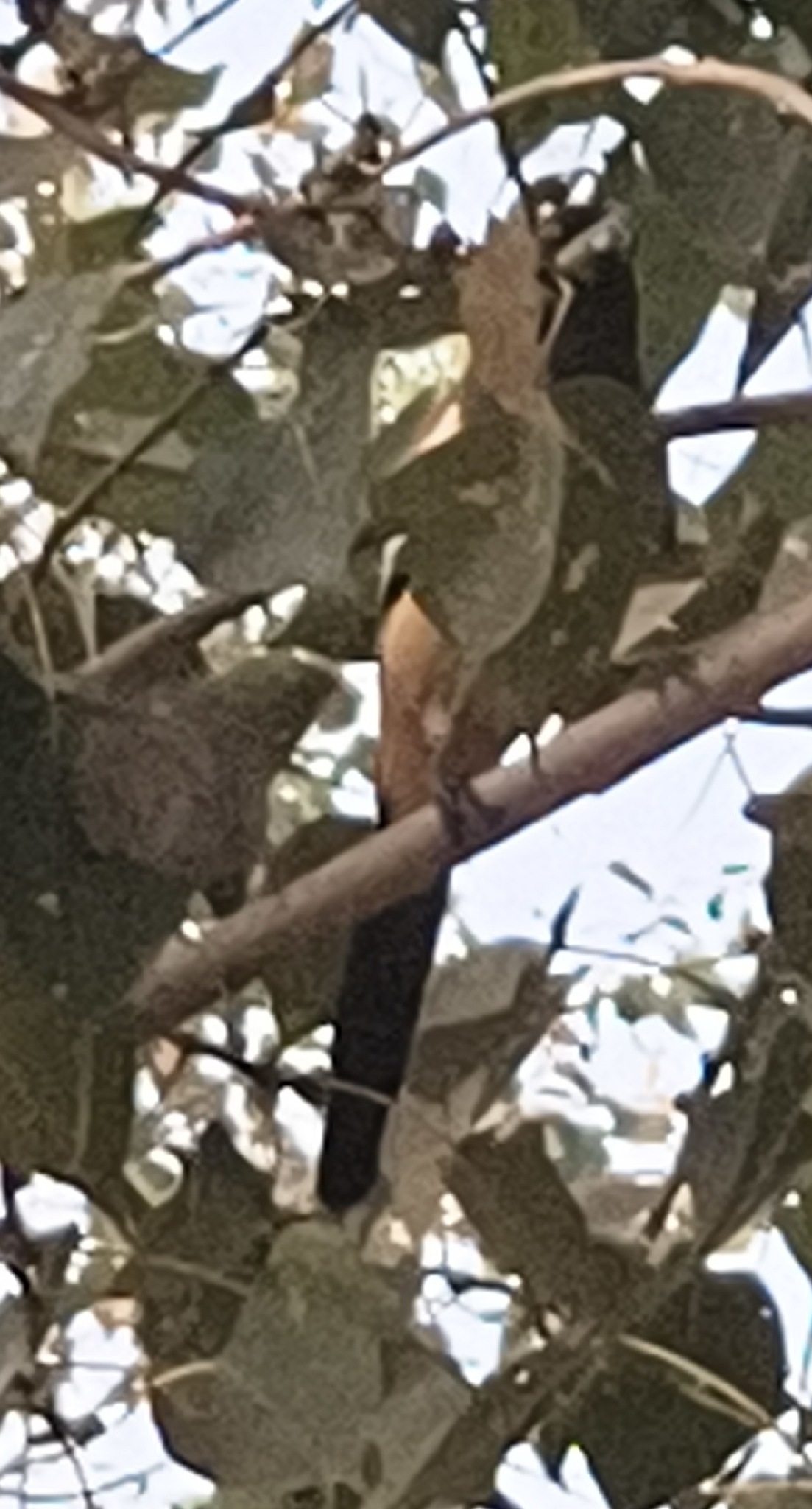 Rufous Treepie (Dendrocitta vagabunda), photo 6