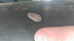 Coelostomidia zealandica