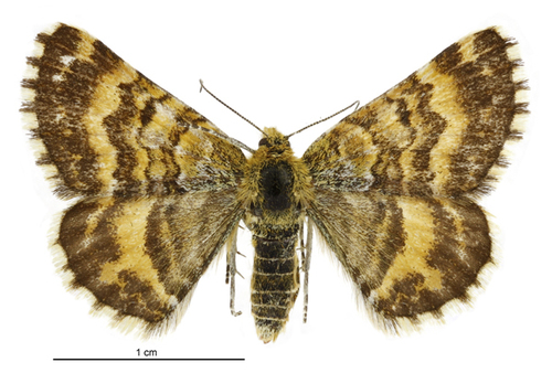 Dasyuris catadees
