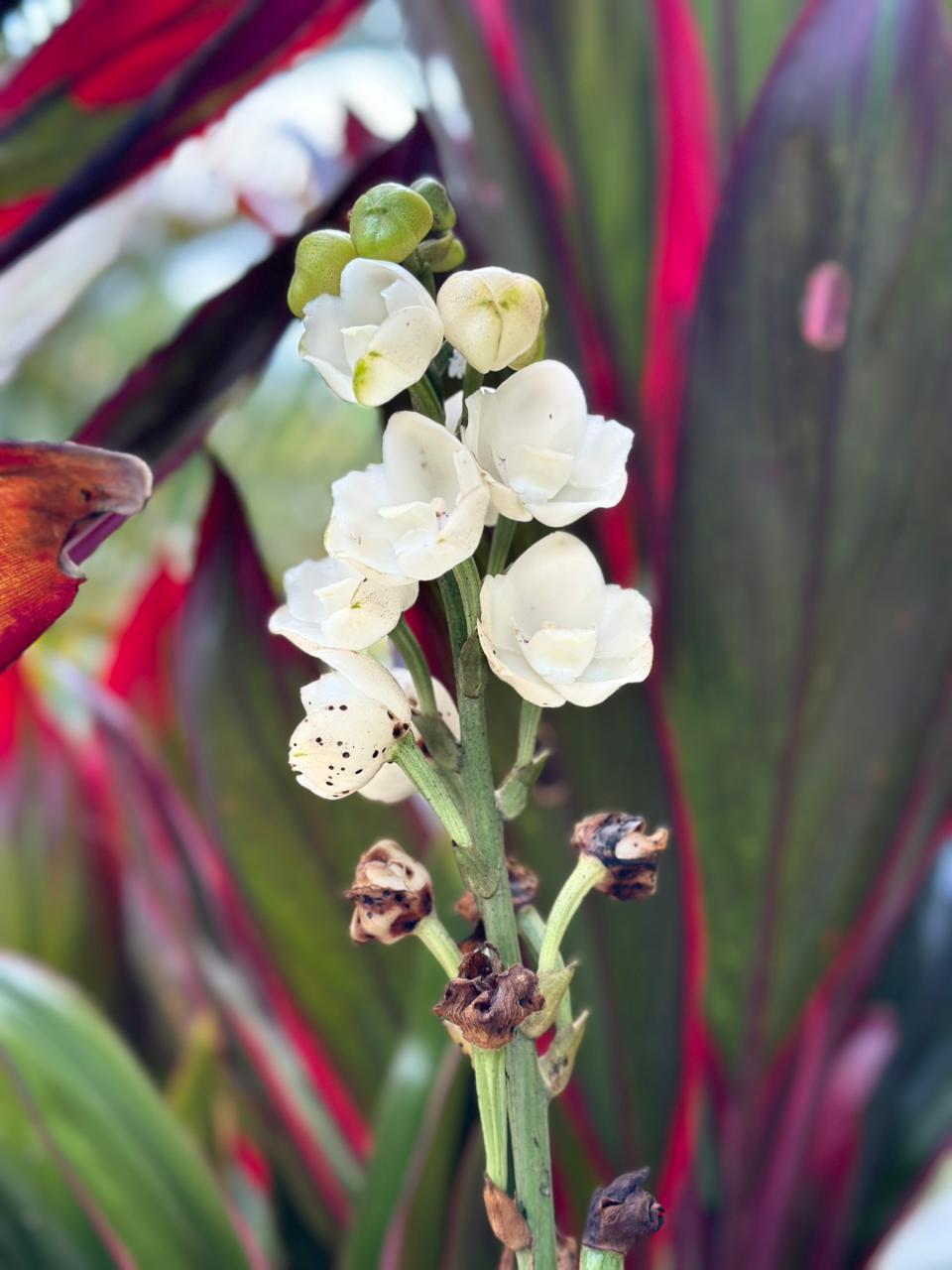 Dove orchid