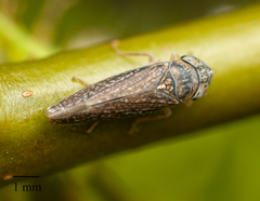 Graphocephala confluens