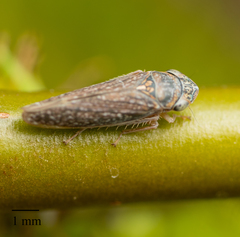 Graphocephala confluens