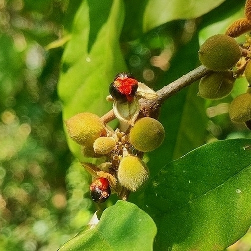 Trichilia pallida