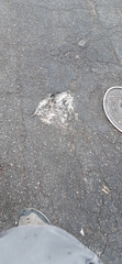 Columba livia domestica