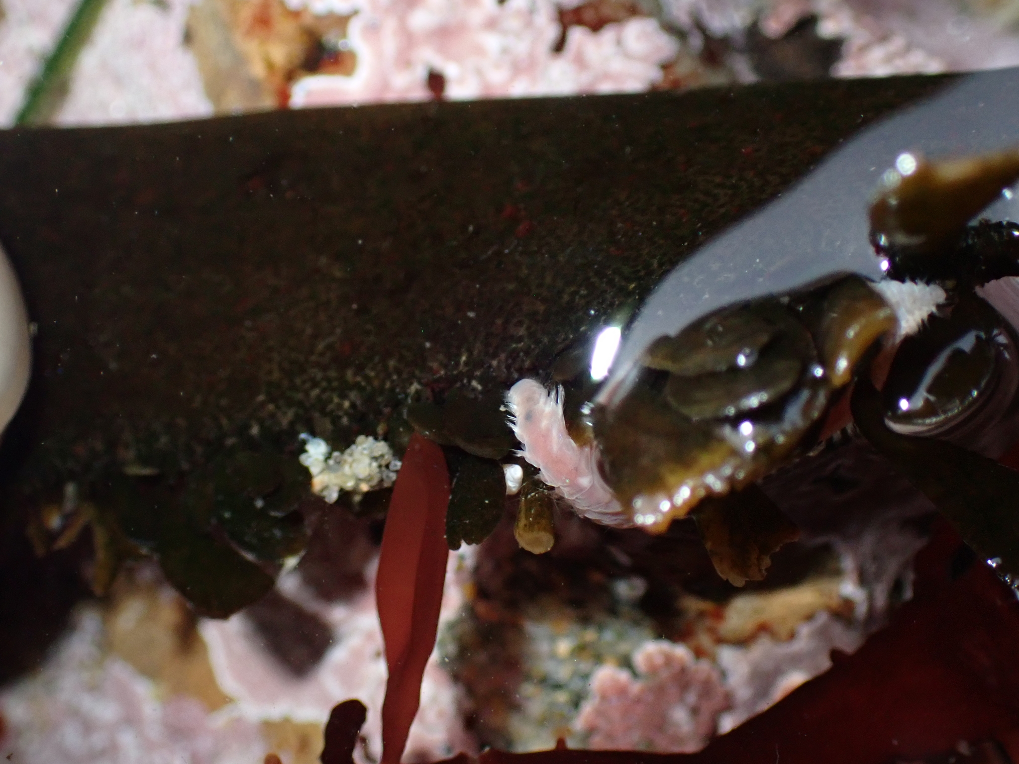 Pareurythoe californica (Johnson, 1897)