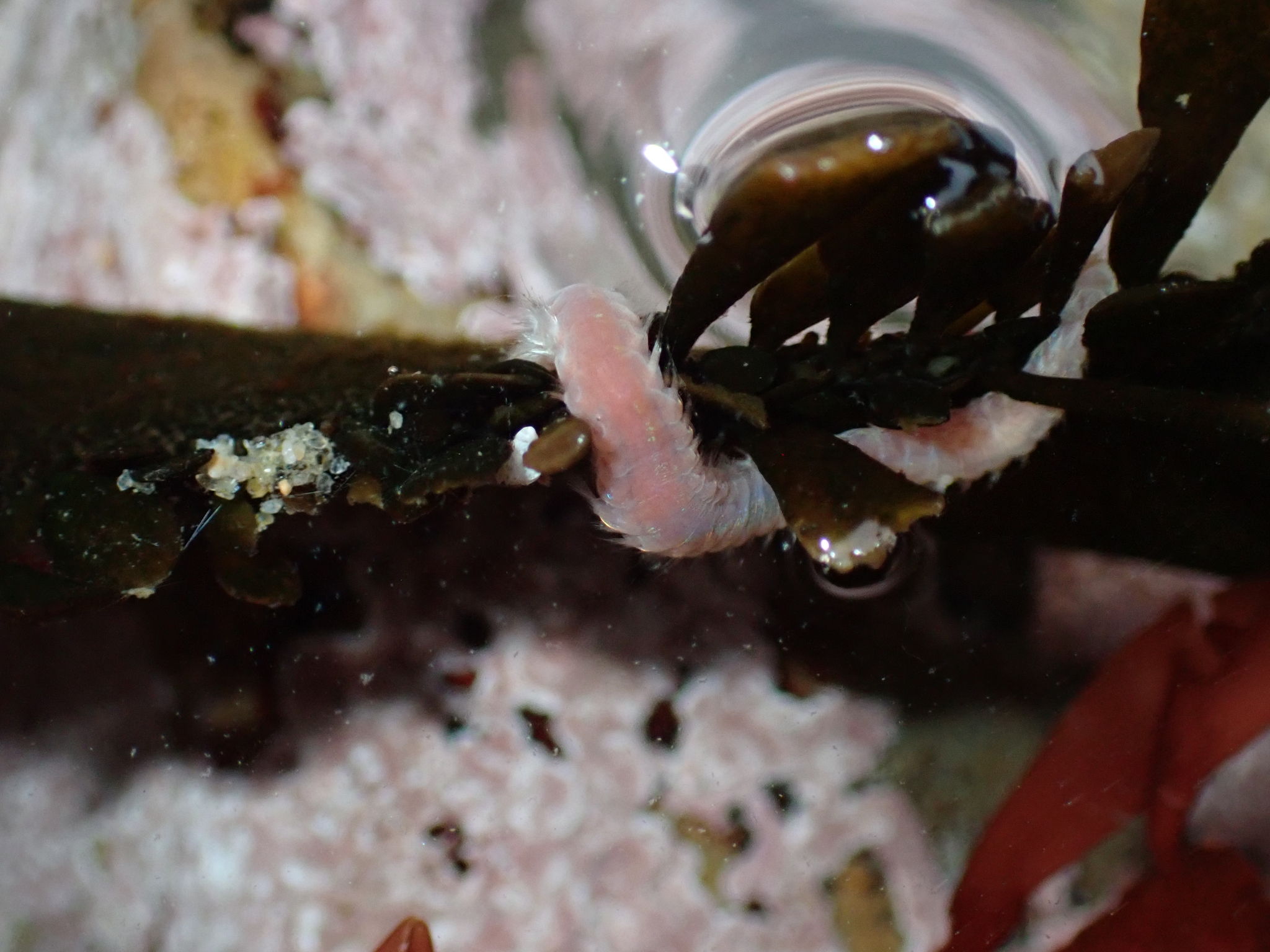 Pareurythoe californica (Johnson, 1897)