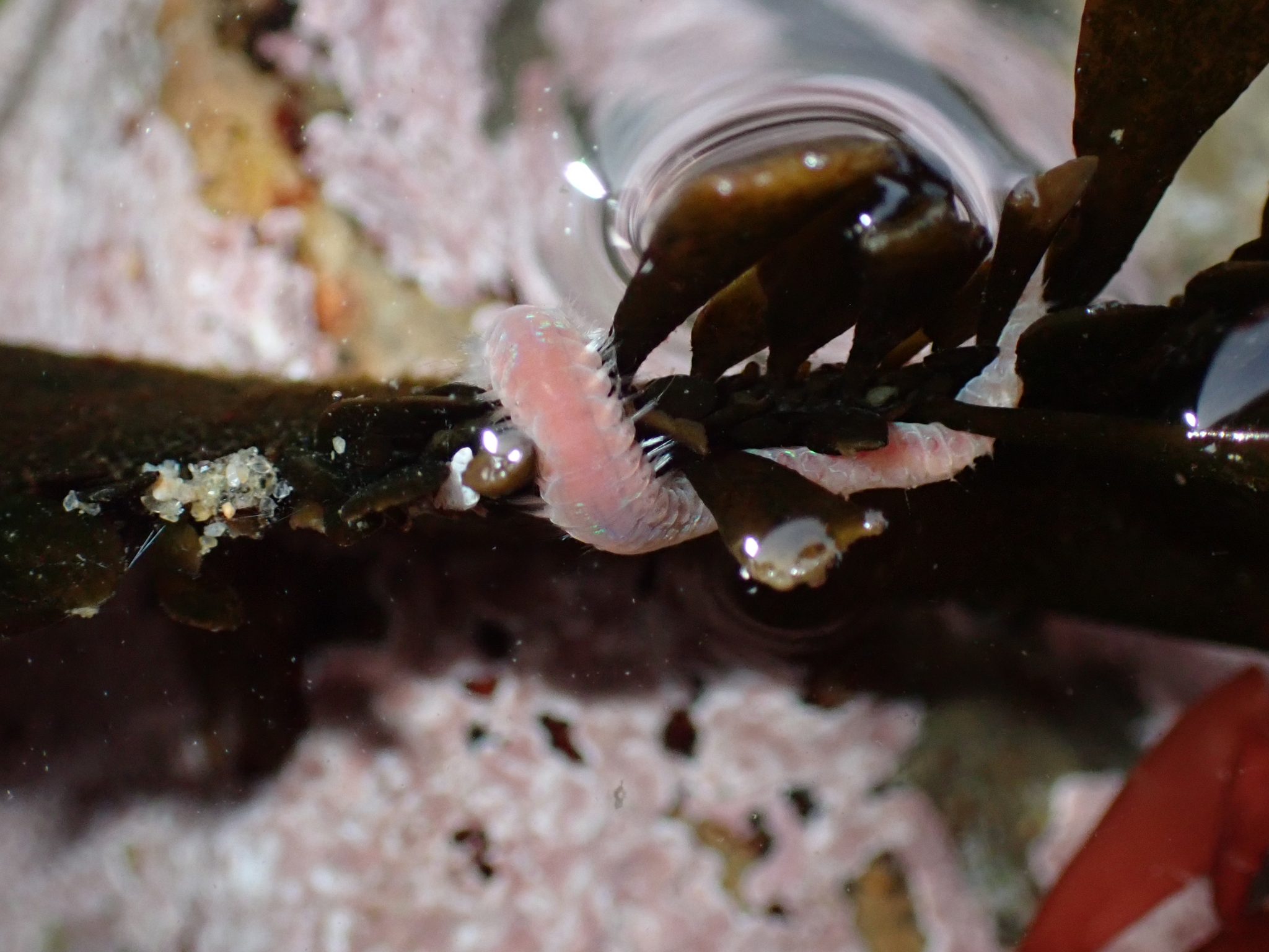 Pareurythoe californica (Johnson, 1897)