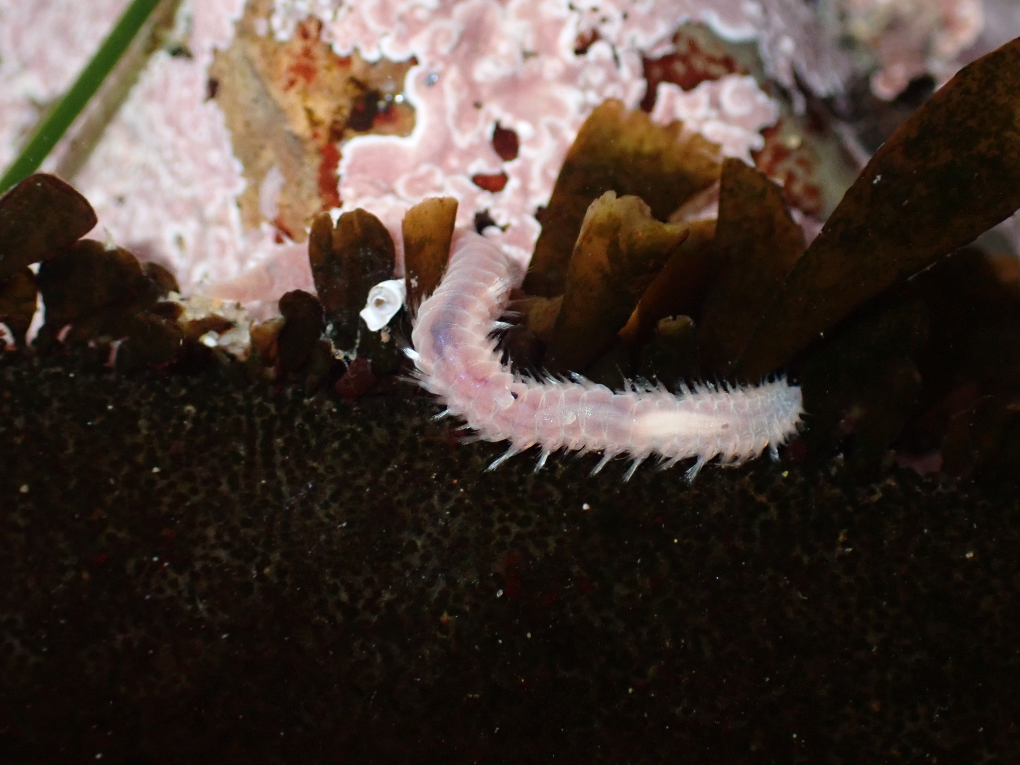 Pareurythoe californica (Johnson, 1897)