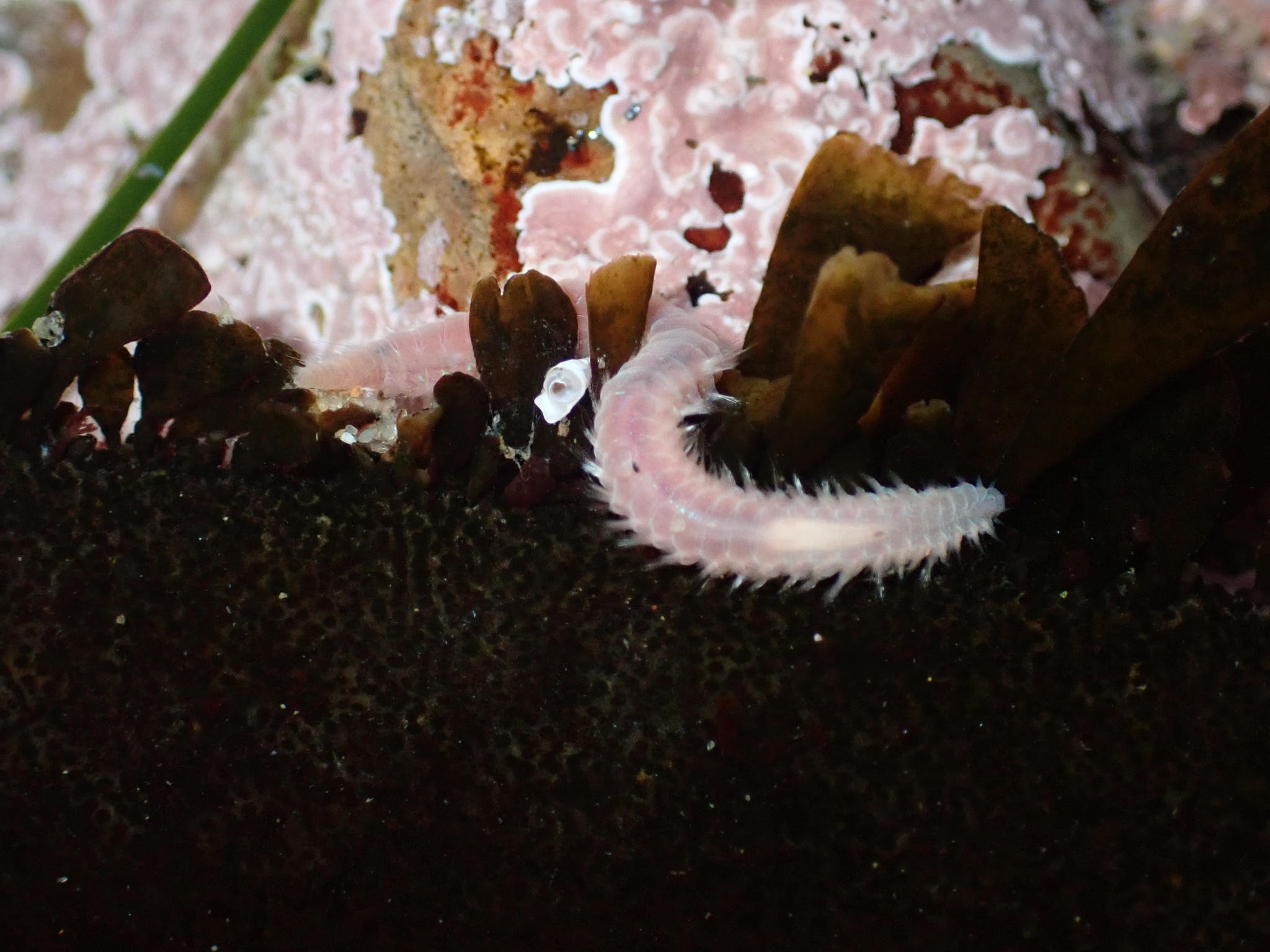 Pareurythoe californica (Johnson, 1897)