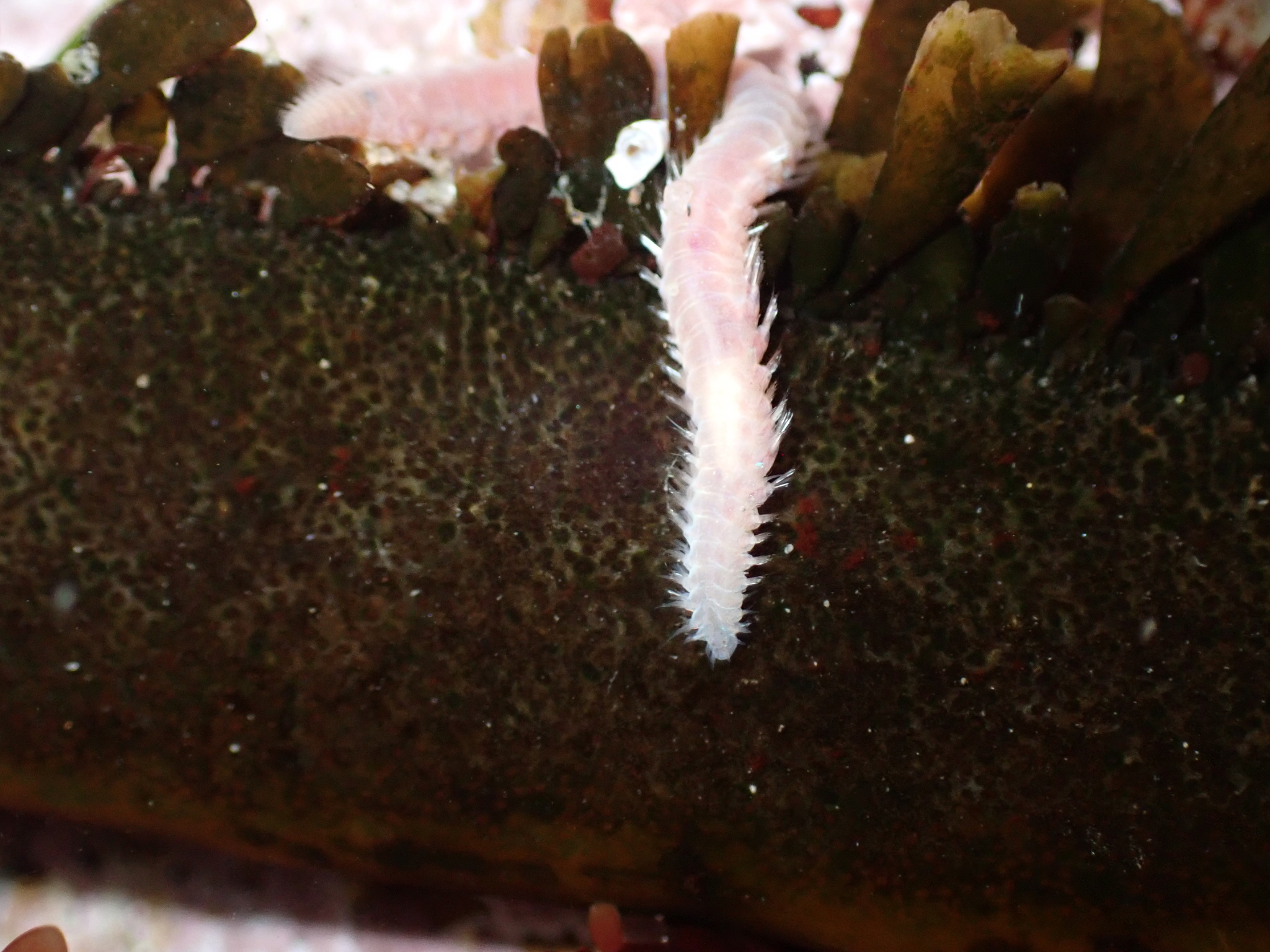 Pareurythoe californica (Johnson, 1897)