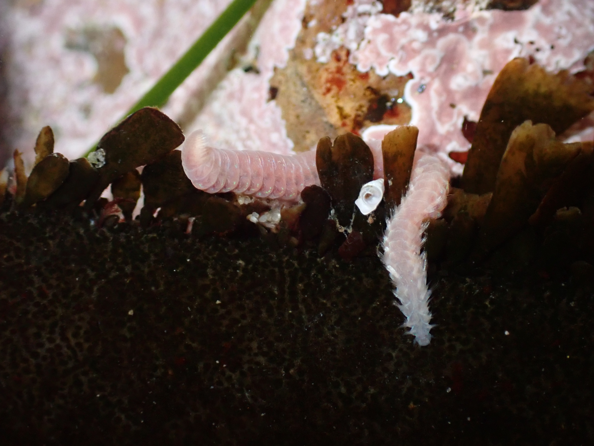 Pareurythoe californica (Johnson, 1897)