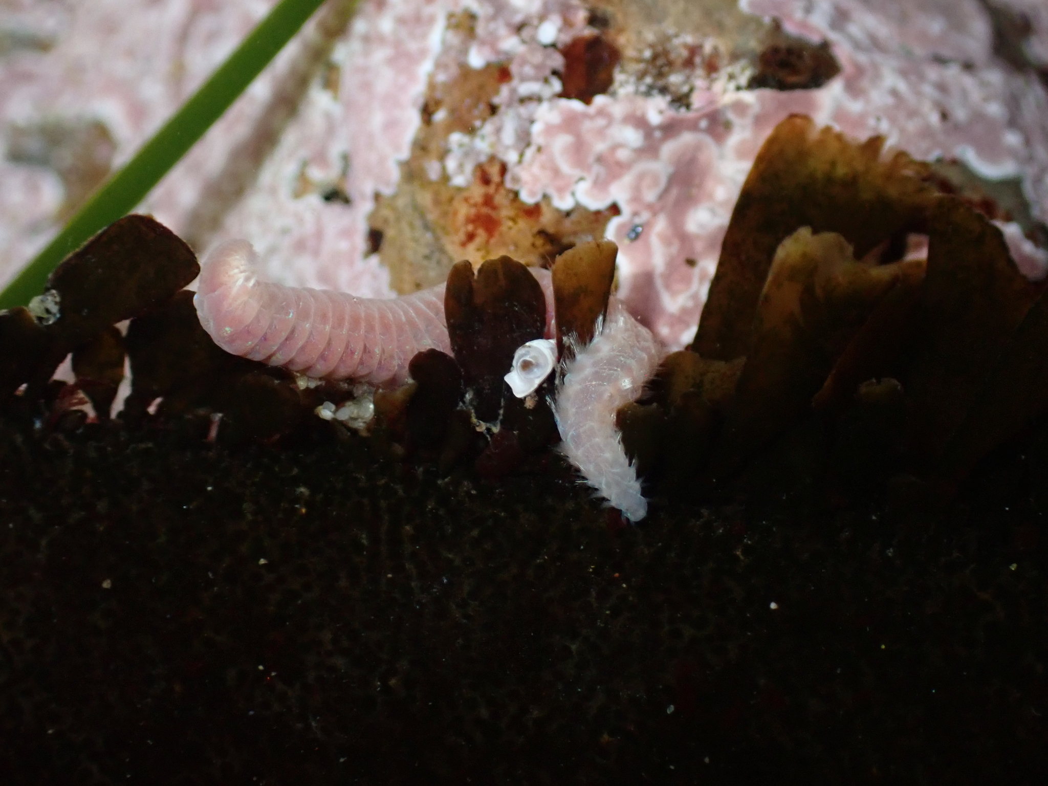 Pareurythoe californica (Johnson, 1897)