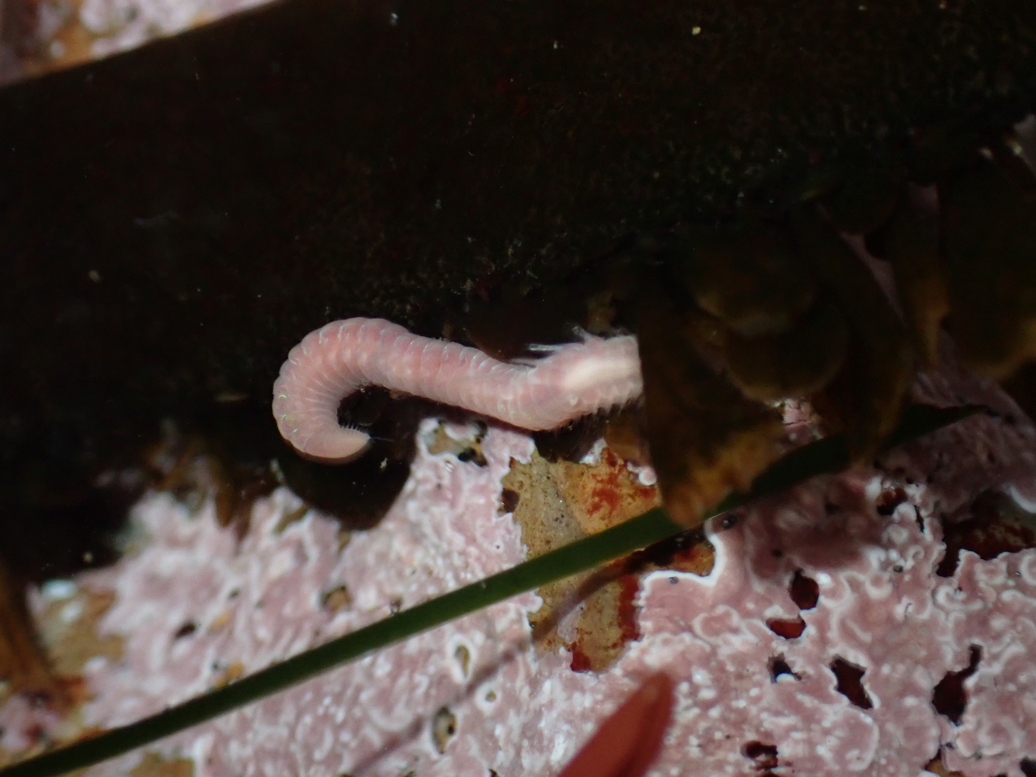 Pareurythoe californica (Johnson, 1897)