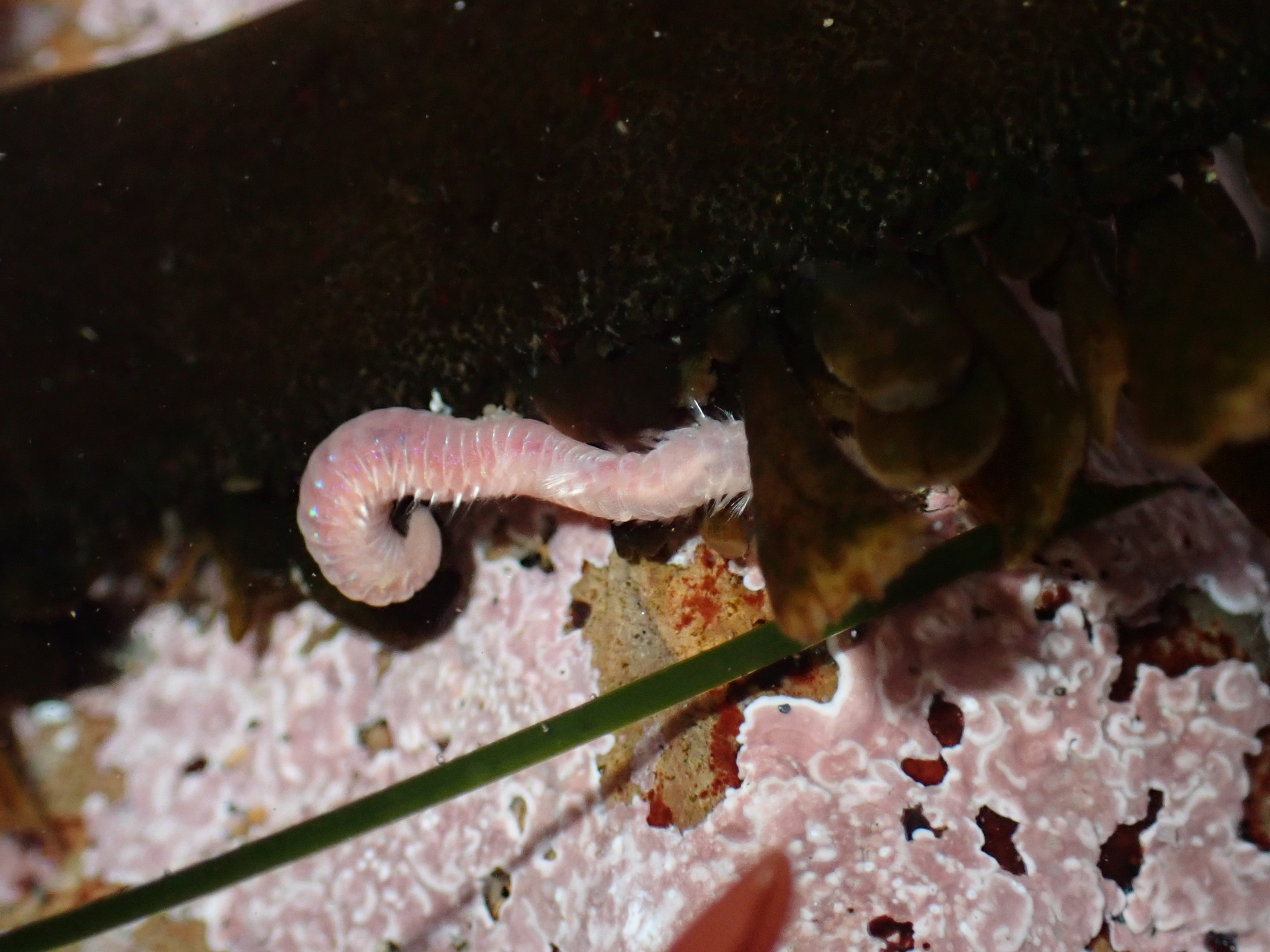 Pareurythoe californica (Johnson, 1897)