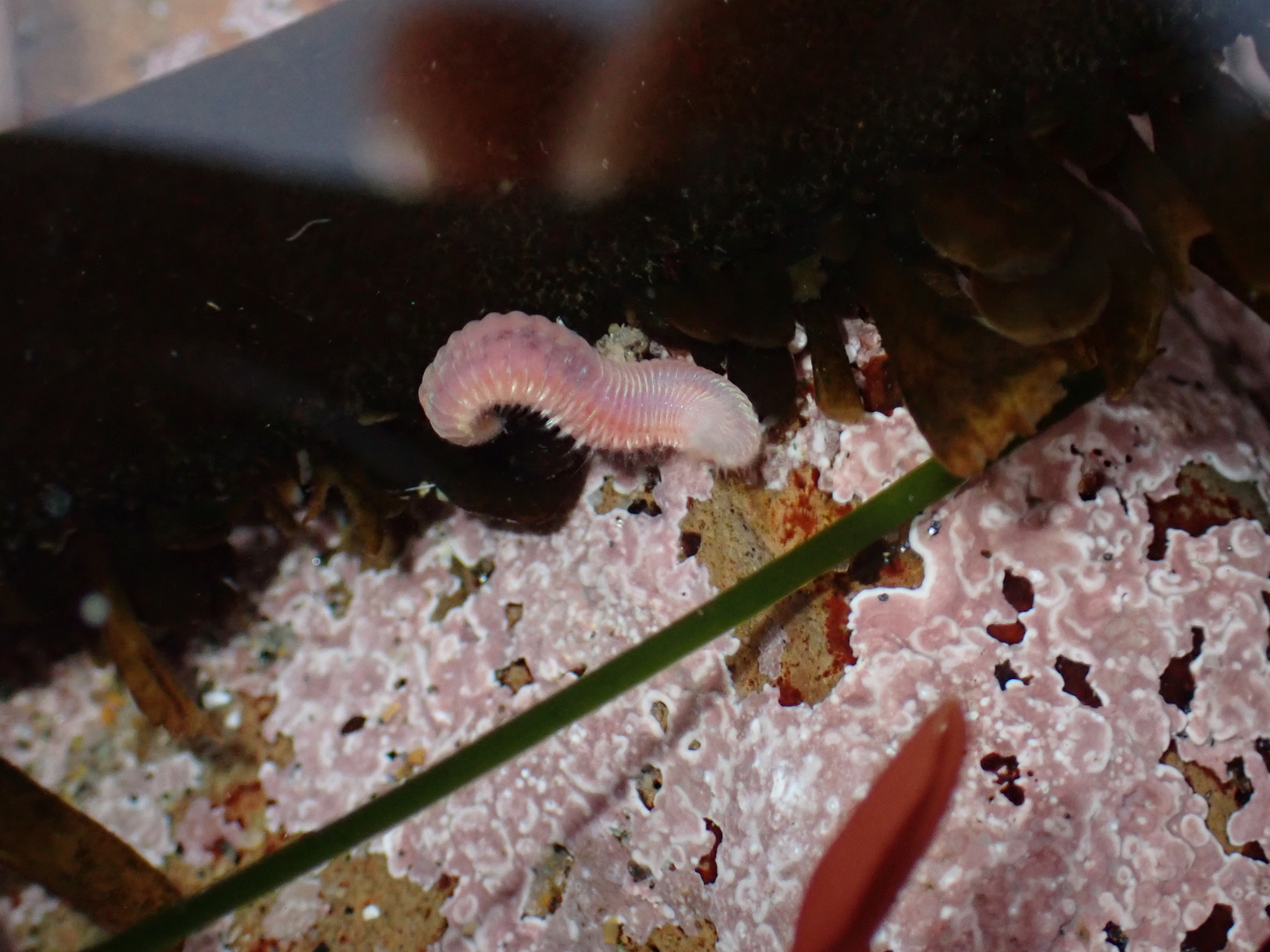 Pareurythoe californica (Johnson, 1897)