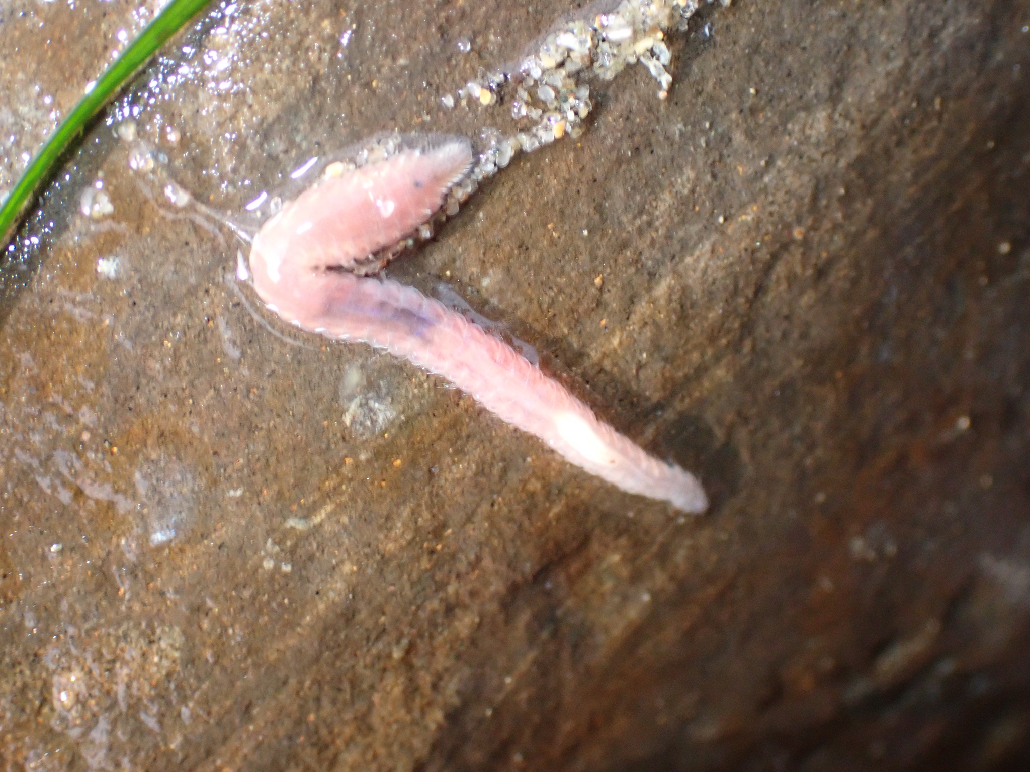Pareurythoe californica (Johnson, 1897)