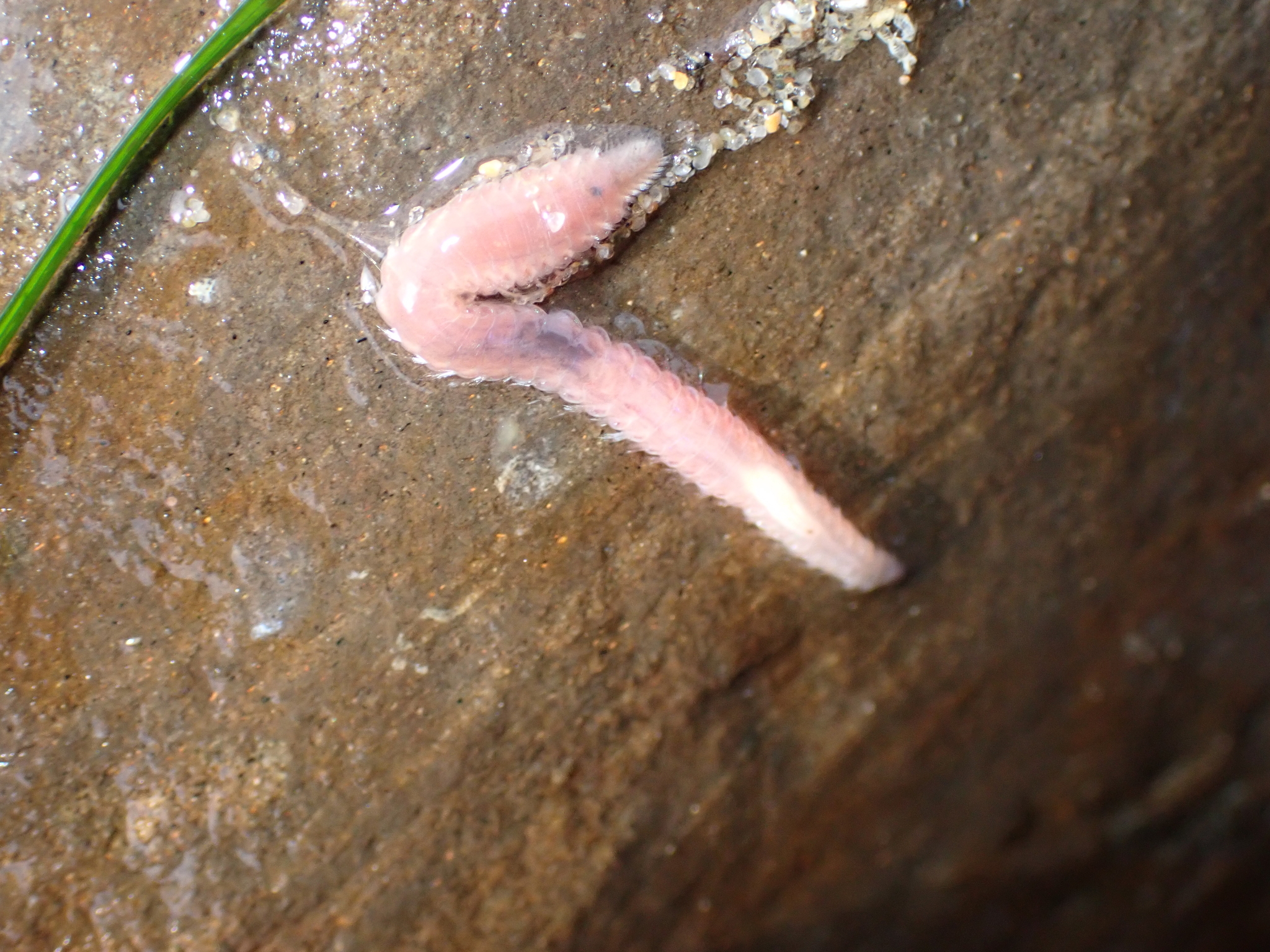 Pareurythoe californica (Johnson, 1897)