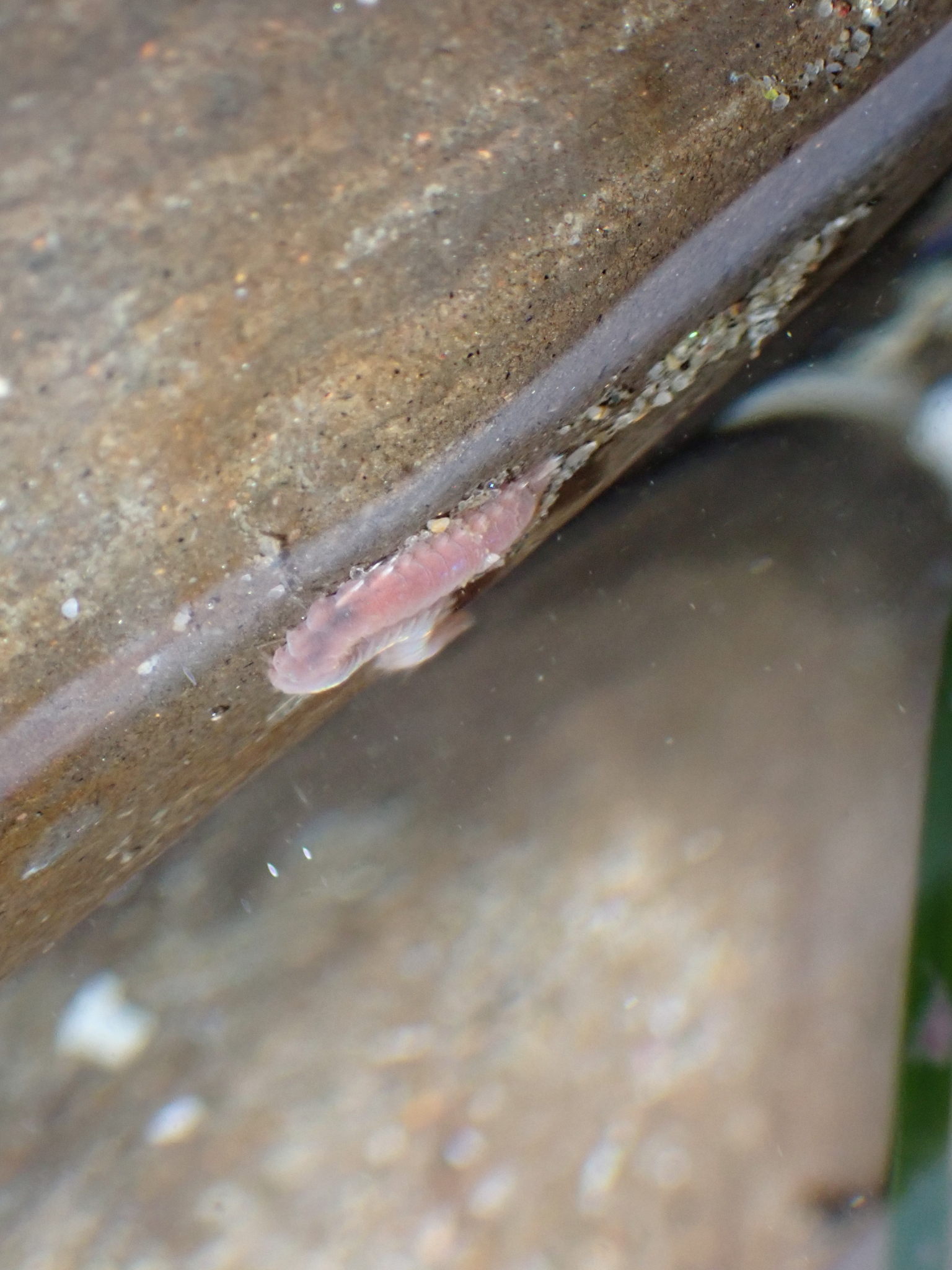 Pareurythoe californica (Johnson, 1897)