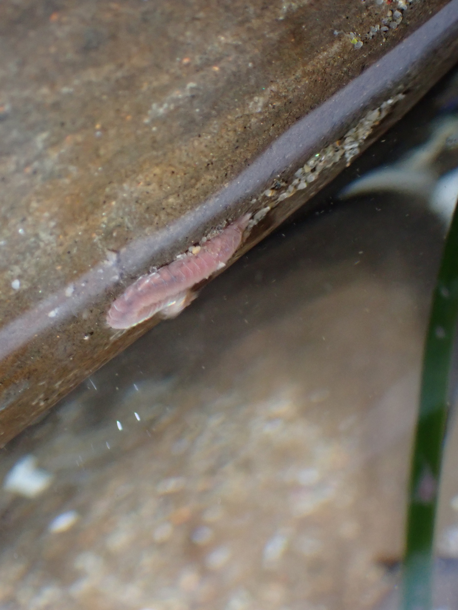 Pareurythoe californica (Johnson, 1897)