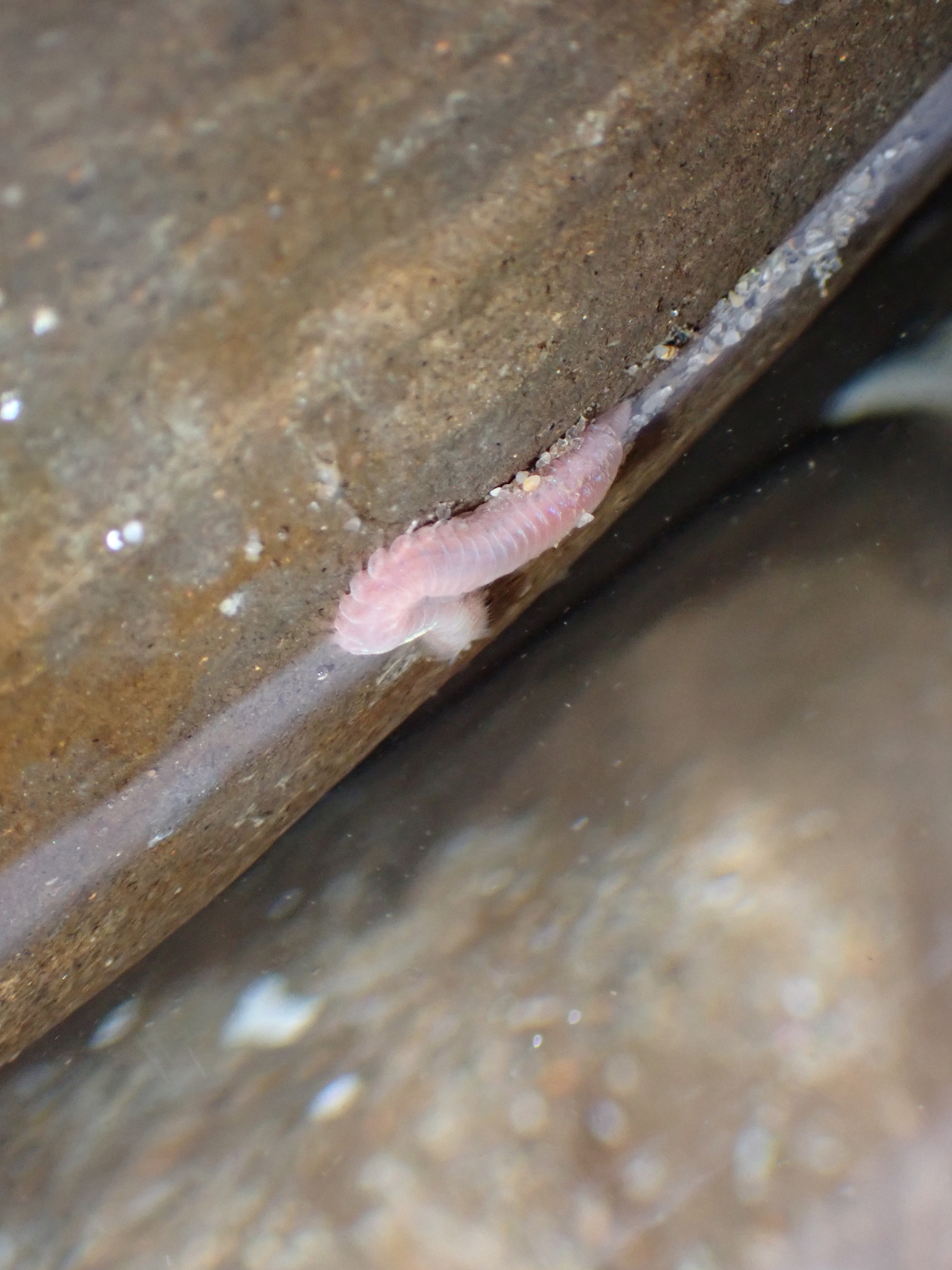 Pareurythoe californica (Johnson, 1897)