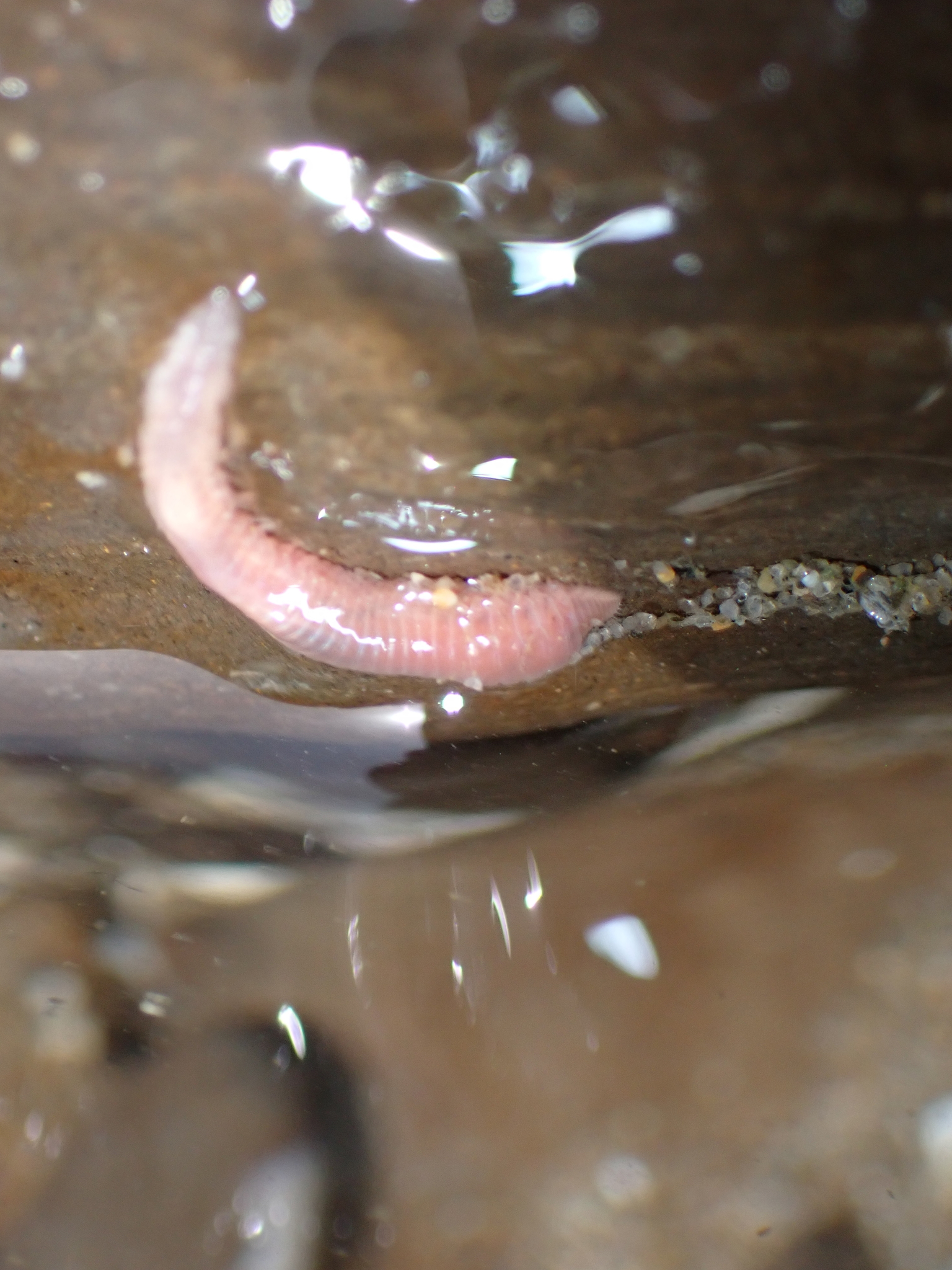 Pareurythoe californica (Johnson, 1897)
