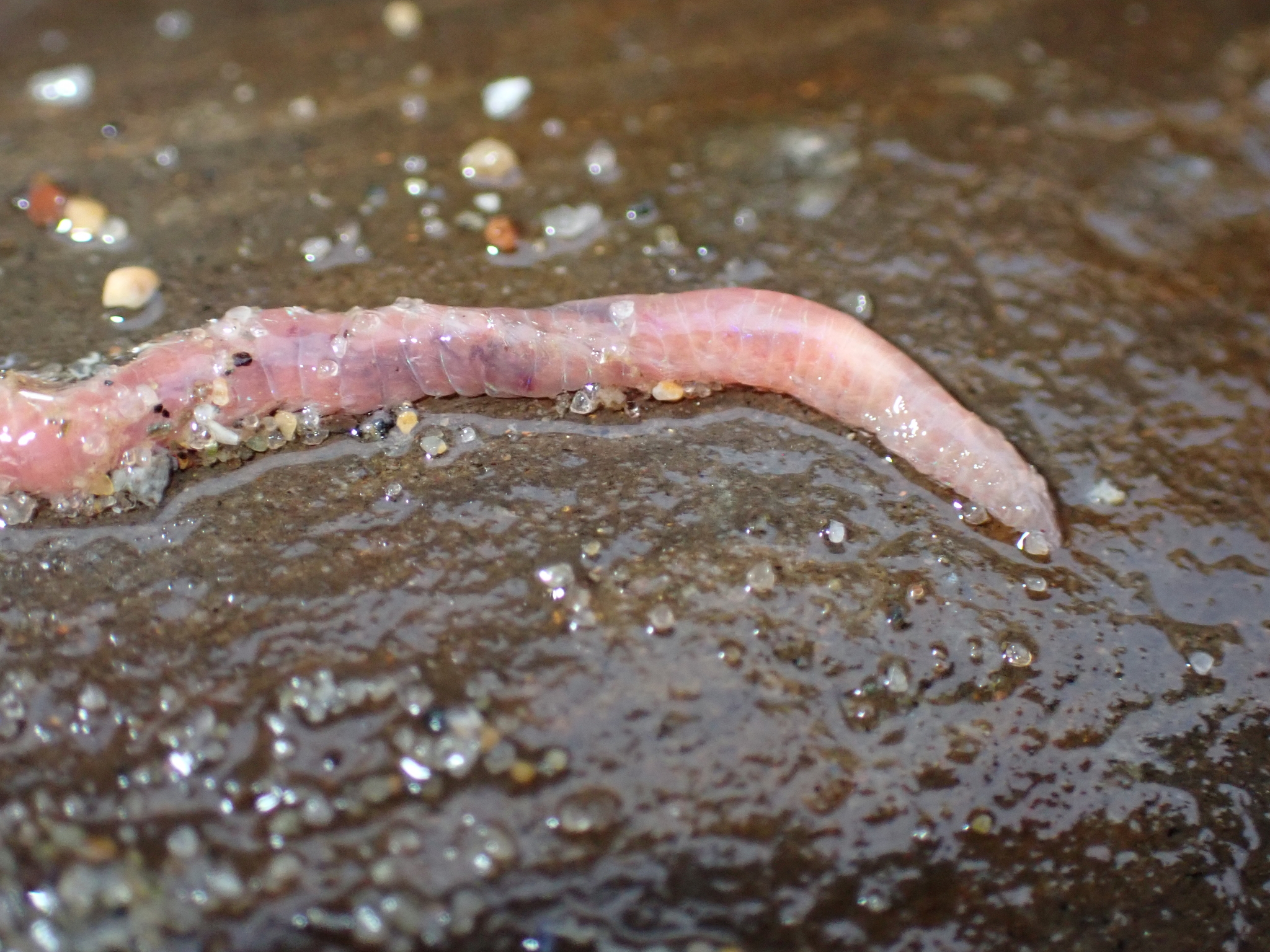 Pareurythoe californica (Johnson, 1897)