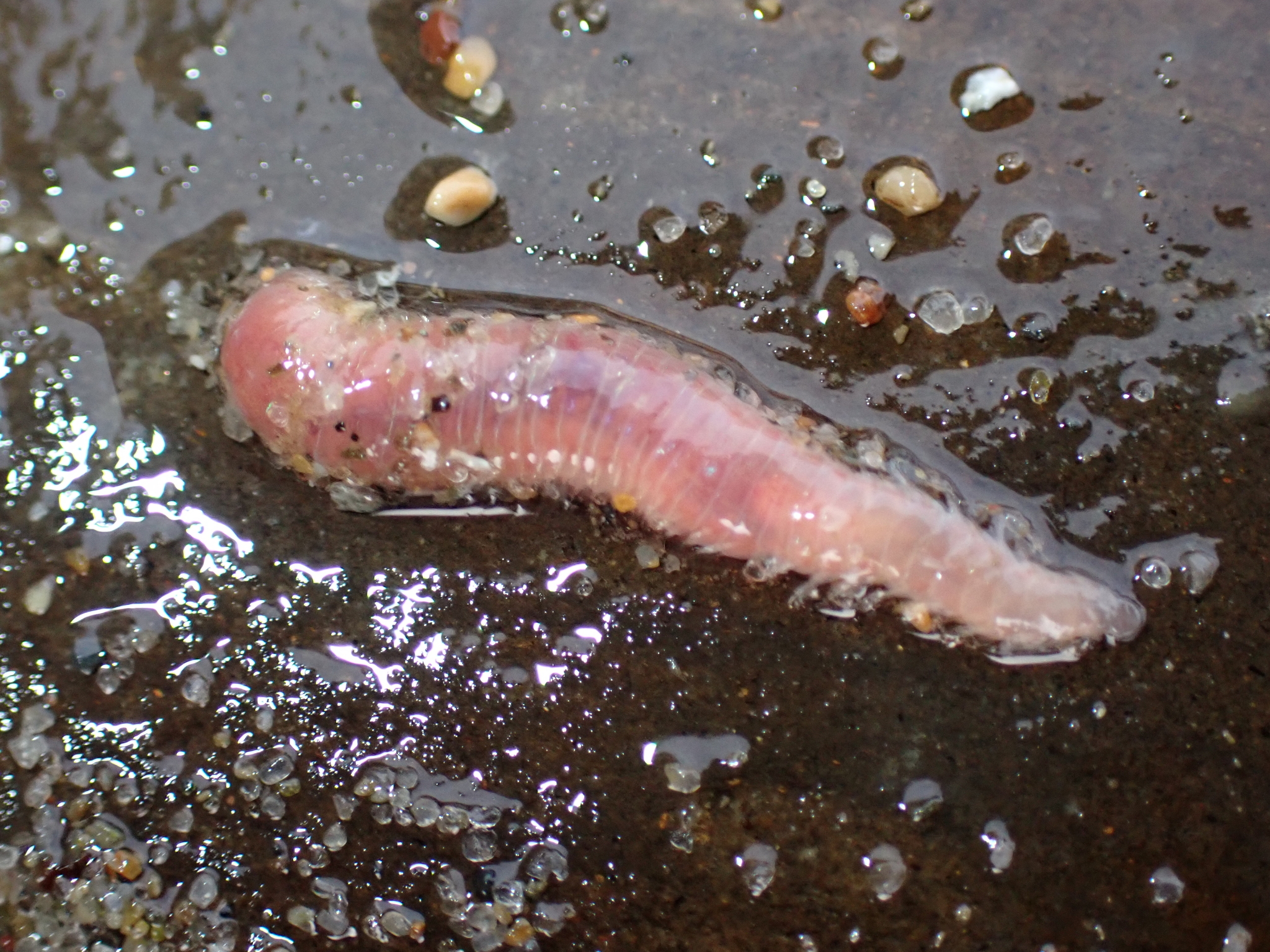 Pareurythoe californica (Johnson, 1897)