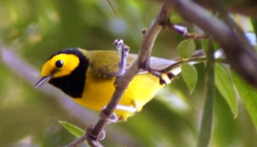 Hooded Warbler (Setophaga citrina), photo 7