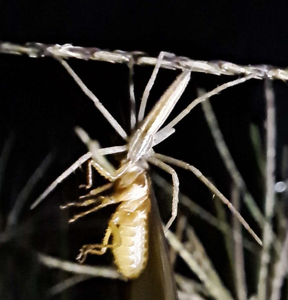 Common Grass Running Spider from Rynfield AH, Benoni, 1501, South ...