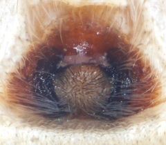 Philodromus cespitum