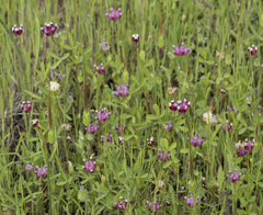 Trifolium depauperatum